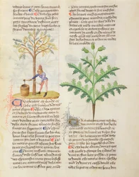 Tapping Turpentine