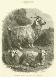 Natural History Museum, Angora Goats
