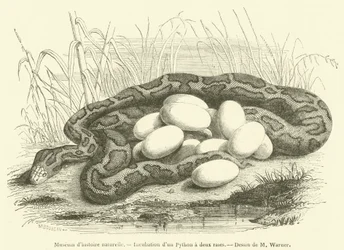 Natural History Museum, Incubation of a Python with Two Stripes (engraving)