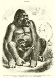 Natural History Museum, The Gorilla (engraving)