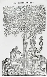 Nana Fuit, Medicinal Plant, from Singularities of France Antarctique, by Andre de Thevet, 1558
