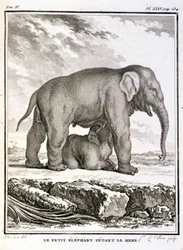 Natural History Plate: The Little Elephant Taunting Her Mother - in 
