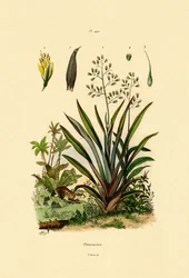New Zealand Flax
