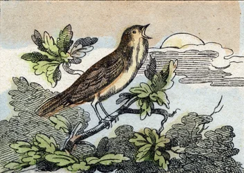 Nightingale (Engraving in "Buffon Alphabet des Oiseaux n 1")
