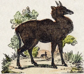 Nyl-ghau (Nyl ghau, Indian animal). Engraving in 