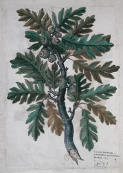 Oak branch