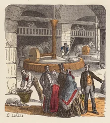 Olive oil production