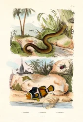 Orange Clownfish, 1833-39