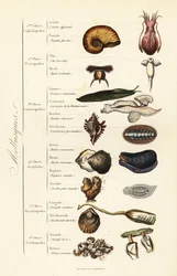 Orders of Molluscs