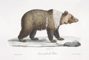 Siberian Bear, from 
