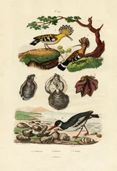 Oysters