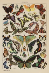 Butterflies