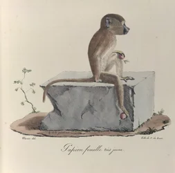A Papion Monkey, from Histoire Naturelle des Mammifères