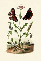 Peacock Butterfly, 1833-39