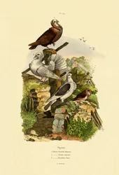Pigeons
