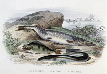 Pisces: The Pike, the Perch, the Eel - in “Natural History” by Lacépède, ed. Furne, Paris