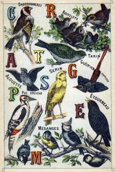 Plate 1: Chardonneret, Roitelets, Tarin, Alouette, Serin, Guepier d