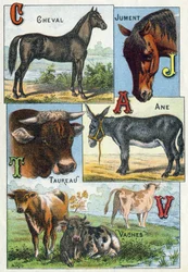 Plate 1: Horse, Mare, Taurus, Donkey, Cows. Engraving in 
