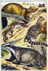 Plate 1: Partridge, Marten, Weasel, Genet, Badger, Terrier (Engraving in "Syllabary alphabet all kinds of beets")