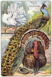 Plate 1: Peacock and peacock pigeon, turkey. Engraving in “Syllabary alphabet of birds and reptiles”. Series A. Pellerin et Cie, printer-publishers, Épinal, late 19th century. Chromolithographs. Small 8-page advertising album containing a syllabary and a