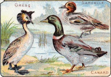 Plate 2: Grebe, Teal, Duck