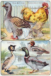 Plate 2: Goose, Rooster, Chinese; Grebe, Teal, Duck