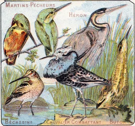 Plate 3: Kingfisher, Heron, Snipe, Fighting Knight, Bittern