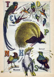 Plate 3: Shining Core, Fly Birds, Hummingbird, Emerald Paradise, Kakatoes, Whistle, Maucode. Engraving in "Syllabary Alphabet of Birds". Serie A. Pellerin et Cie, printers-publishers, Epinal, late 19th century.