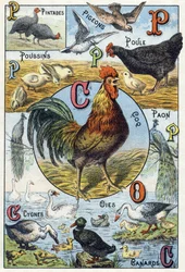 Plate 3: guinea fowls, pigeons, chicks, hen, rooster, peacock, swans, geese, ducks. Engraving in „Syllabary alphabet of domestic animals and farmyard“. Series A. Pellerin et Cie, printers-publishers, Épinal, late 19th century. Chromolithographs.