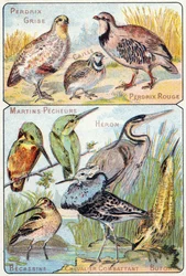 Plate 3: Grey Partridge, Quail, Red Partridge, Kingfishers, Heron, Snipe, Fighting Knight, Bittern