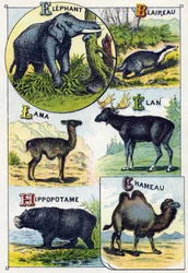 Plate 4: Elephant, Badger, Lama, Elan, Hippopotamus, Camel