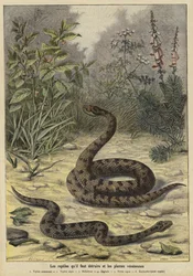 Poisonous snakes and plants
