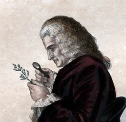 Portrait of Bernard de Jussieu (1699-1777), French naturalist