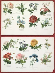 Postcards Depicting the Language and Meaning of Flowers, c.1905