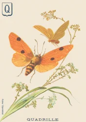 Quadrille (Lithosia quadra or Lithosie quadrille)