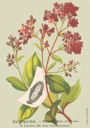 Quinquinna - Ecorce of the Ecorces Due to Its Excellence
