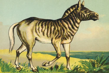 Q as Quagga (or Couagga, Zebra Subspecies Dyed in 1883)