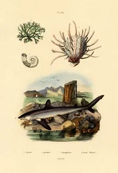 Rams Horn Squid