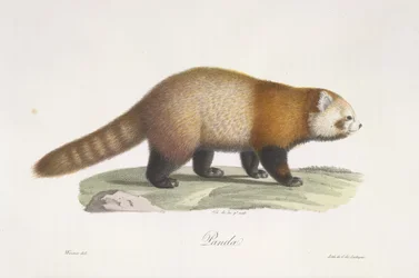 Red panda, from Histoire Naturelle des Mammifères