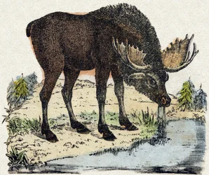 Reindeer