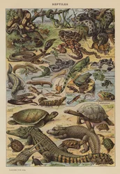 Reptiles
