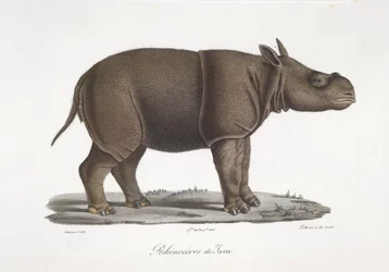 Javan rhinoceros, from Histoire Naturelle des Mammifères