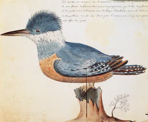 Ringed Kingfisher (Megaceryle torquata), Elizabeth Bay, Strait of Magellan