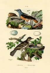 Rufous-tailed Rock Thrush, Adolf Fries
