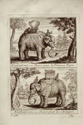 Royal elephants, from Voyage du Siam des Peres Jesuites by Guy Tachard, 1688