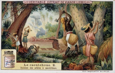 Rubber: incision of rubber shafts - chromo Liebig