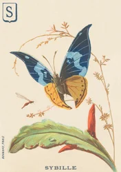 Sybil