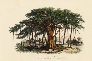 Sacred Fig Tree, Ficus Religiosa