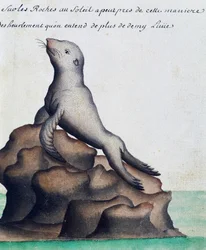 Seal, Galapagos Islands, watercolour from log book by Jacques Gouin de Beauchesne, captain of Compagnie royale de la Mer du Sud, from 1698 to 1701, France