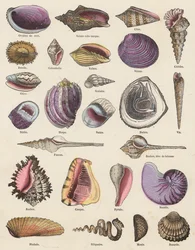 Seashells